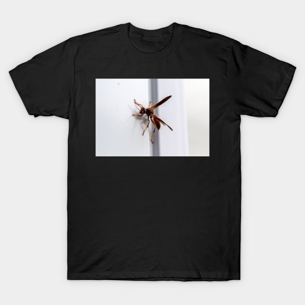 Wasp T-Shirt by Ckauzmann